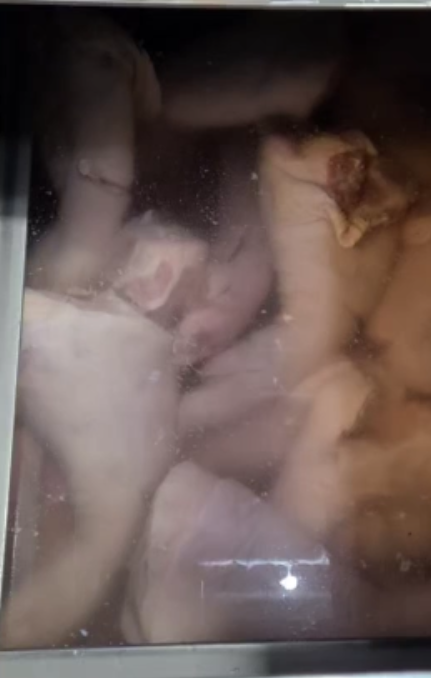 족발야시장 제혈기 사용 전 사진